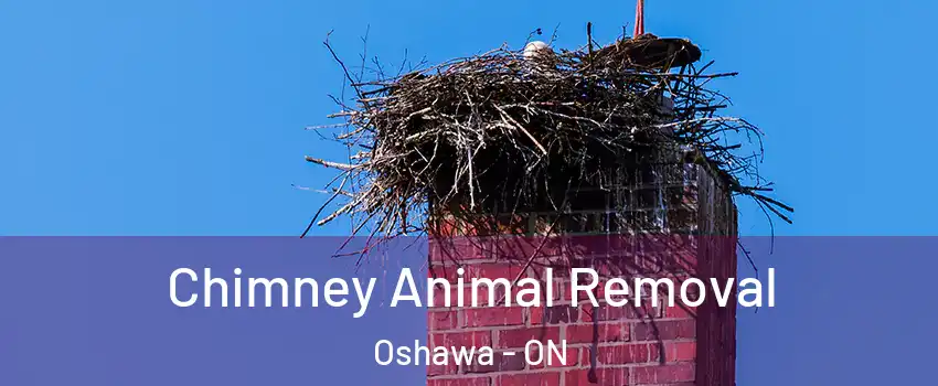 Chimney Animal Removal Oshawa - ON