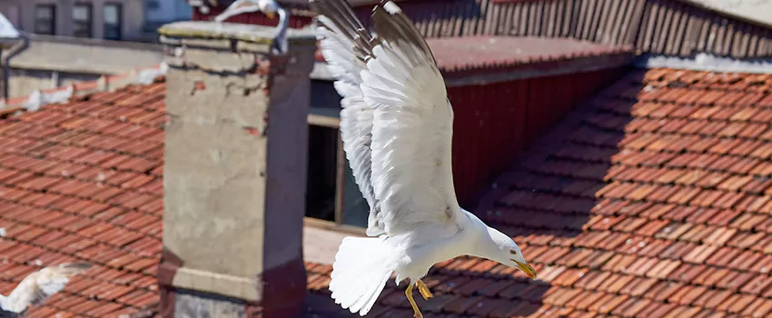 Residential Chimney Animal Removal Solution in Oshawa, ON